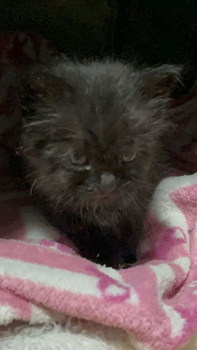 Черный Котик (мальчик