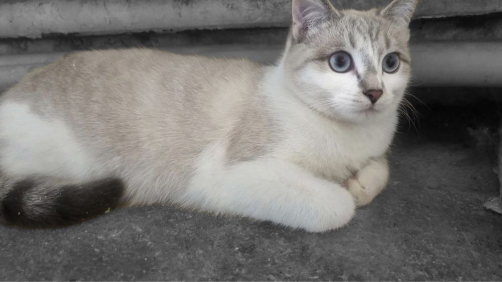 Кошечки в отвественные руки