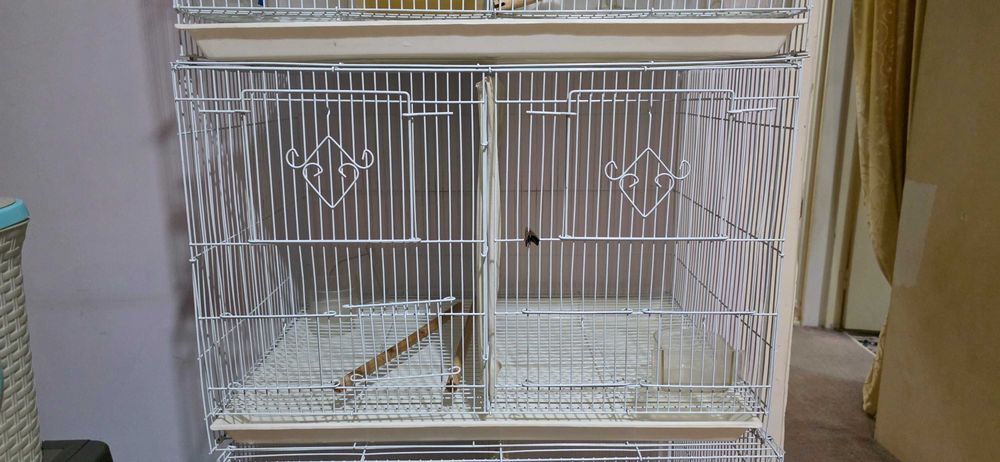 Qafas sotiladi deyarli yengi