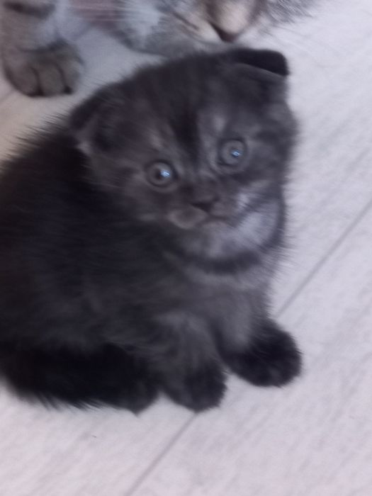 Продам вислоухих шотландских котят