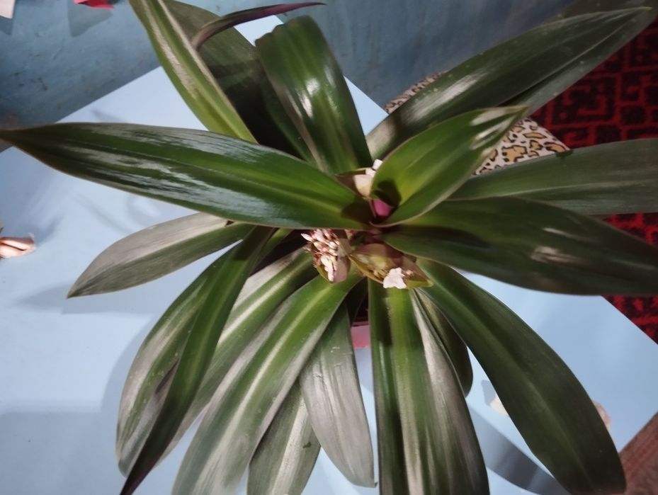 Комнатные растения - Рео