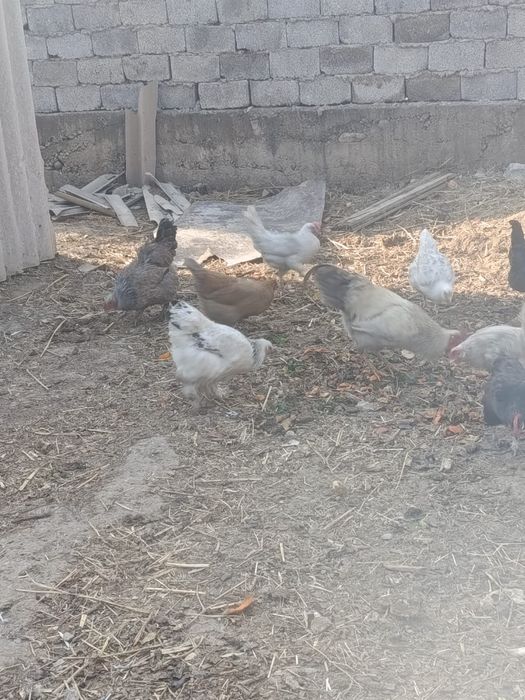 Құрыққа арналған жумырткалар