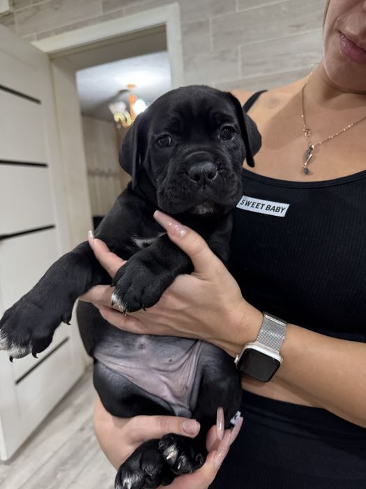 Щенки кане корсо cane corso