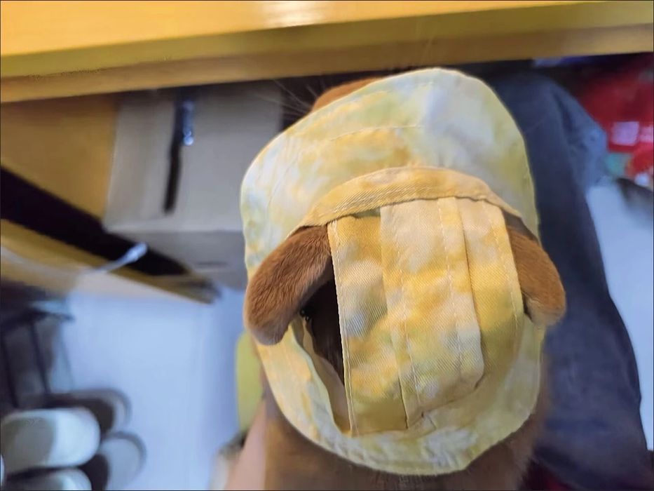 Sovg‘a topolmayapsizmi?