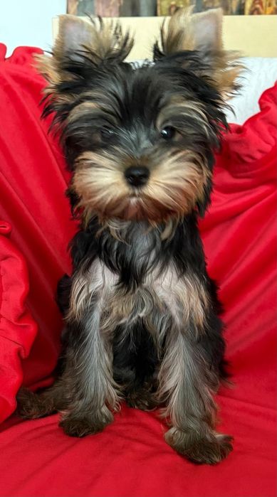 pui Yorkshire Terrier