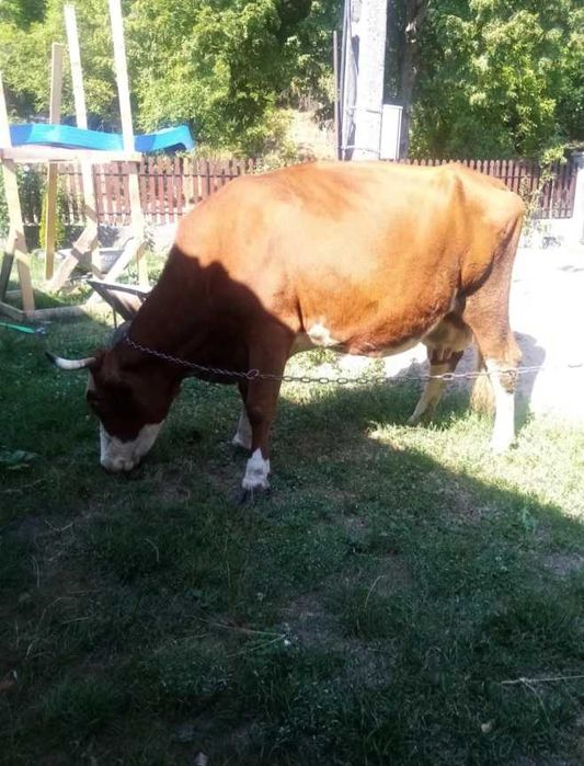 De vanzare vaca cu lapte gestanta in 6 luni,aproximativ 10 ani