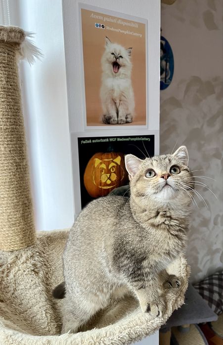 British shorthair holden shaded fetita