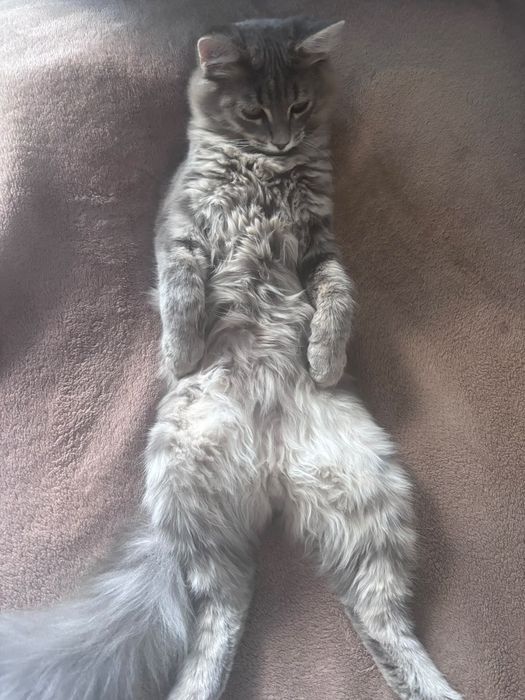 Отдам котёнка, мальчик
