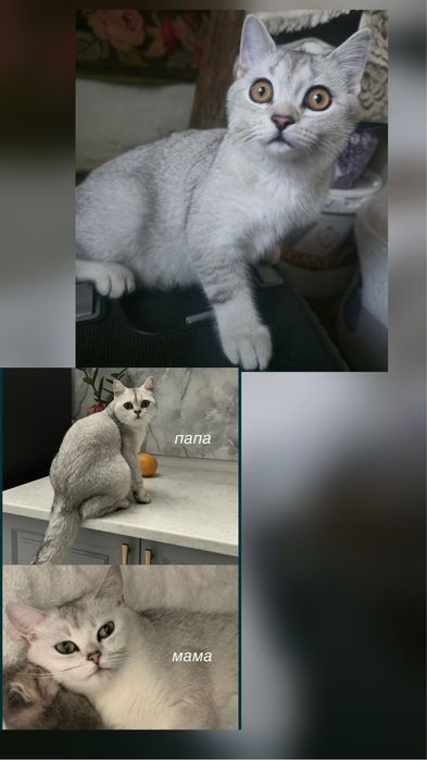 Британский котенок