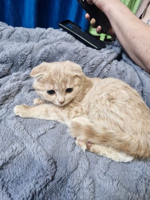 Продам котят шотландцы