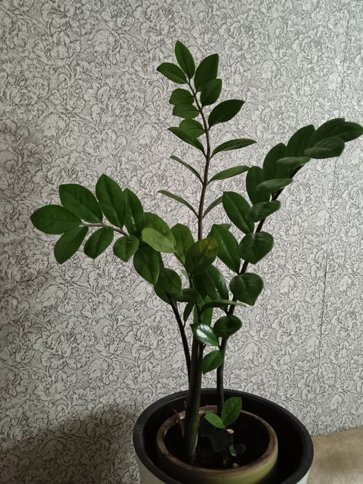 Замиокулькас или долларовое  дерево