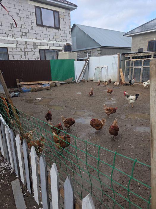 продам петухи куры