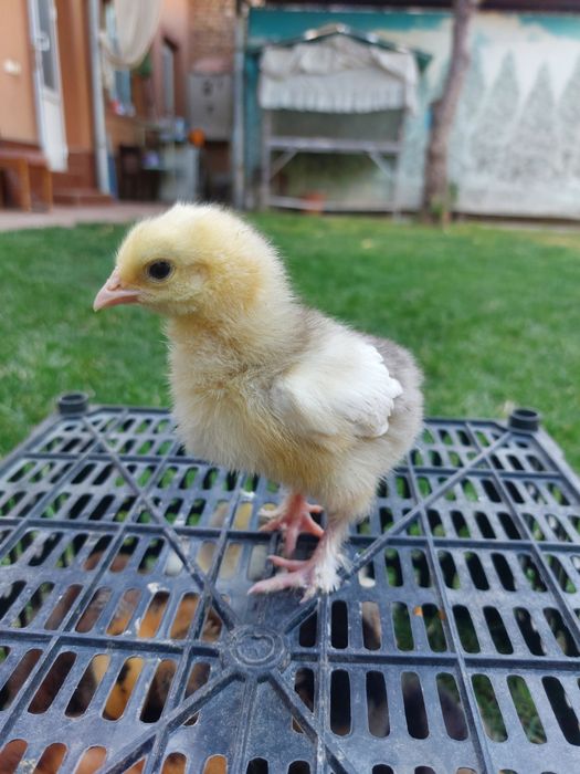 Jaydari jojalari sotuvda mavjud