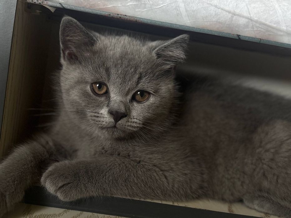 Британские котята
