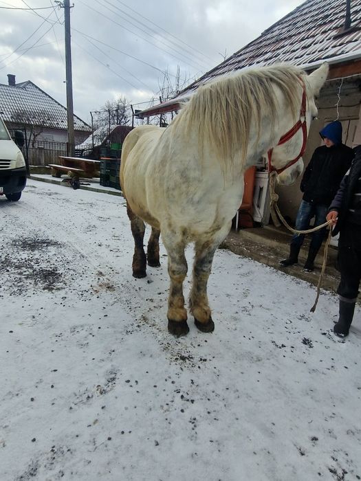 Cal semigreu garantat la probe