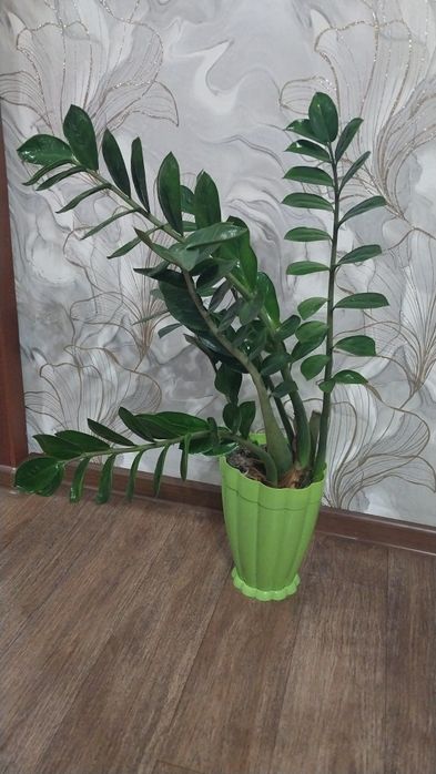 Продам комнатные цветы  Долларовое дерево