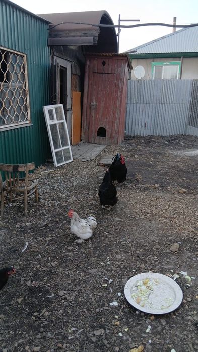 Яйца для вывода цыплят