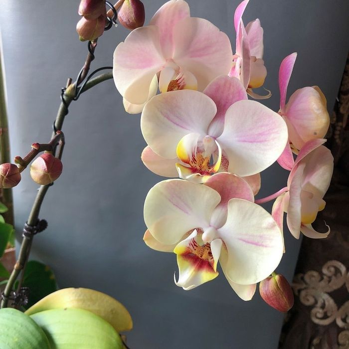 Редкие сорта Орхидеи