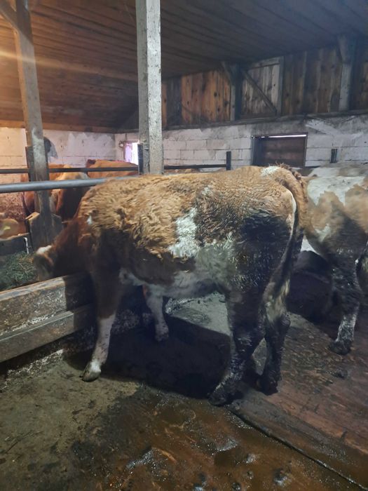 Vând  juninca  2 ani jumate