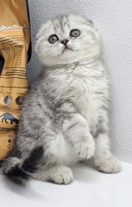 ШоТлаНдские КотЯта висЛоуХие