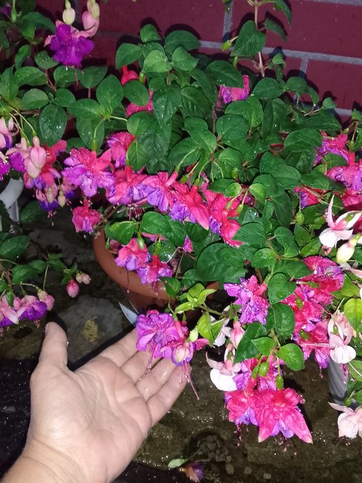 Продам цветы фуксии