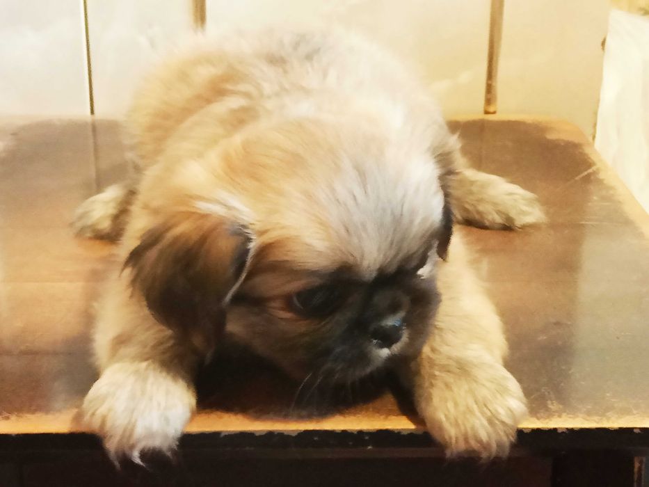 Продаются элитные чистокровные щенки породы "Пекинес"