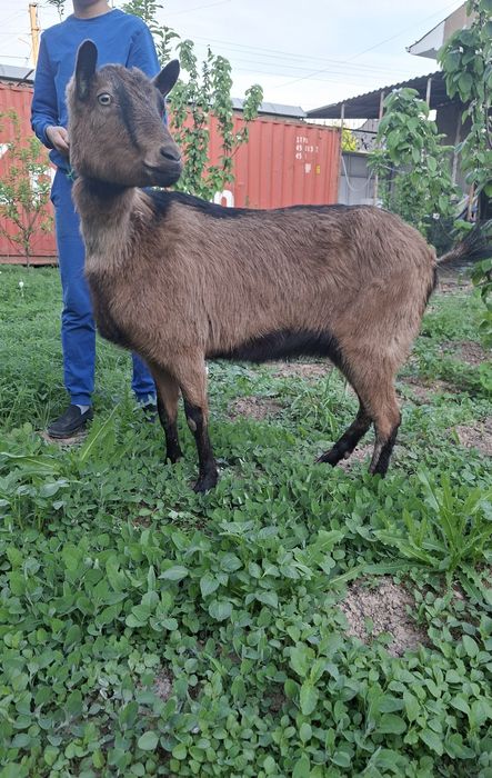 Alpin echki sotiladi  Алпин эчки прадаётся