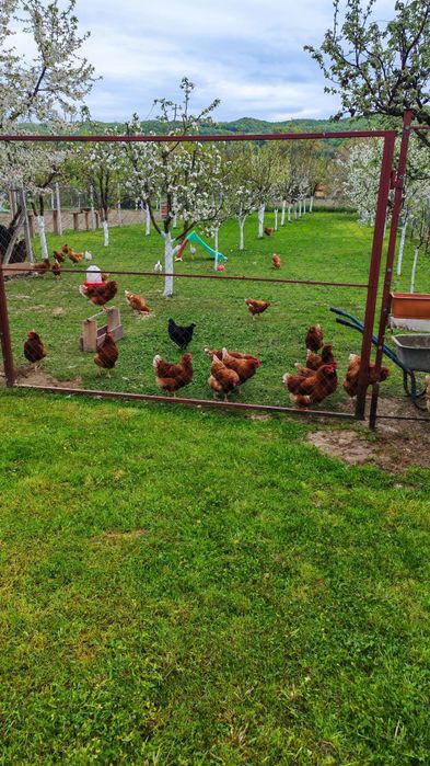 Ouă Bio proaspete