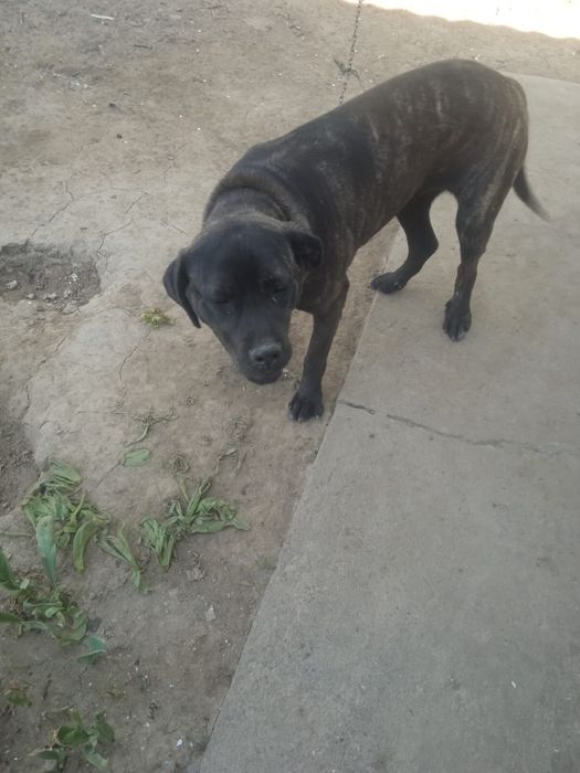 Продаётся собака породы кане-корсо