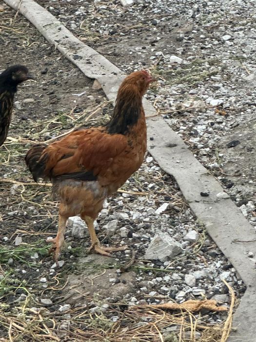 Продам молодых петушков
