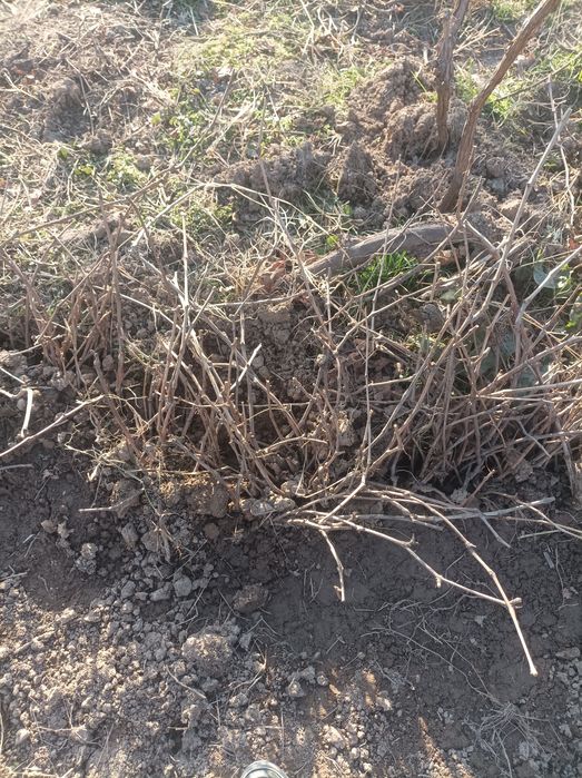 Uzum kuchat sotiladi.