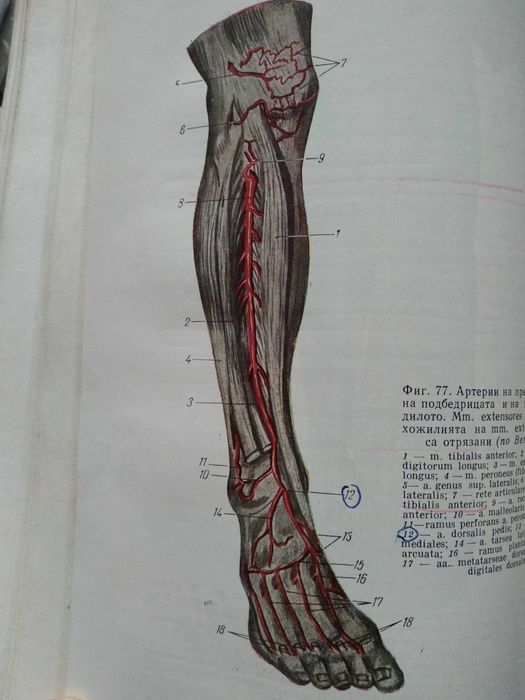 Анатомия на човека-атлас-том-2 -Цветна-1964г-Станишев, Балан, Каданов