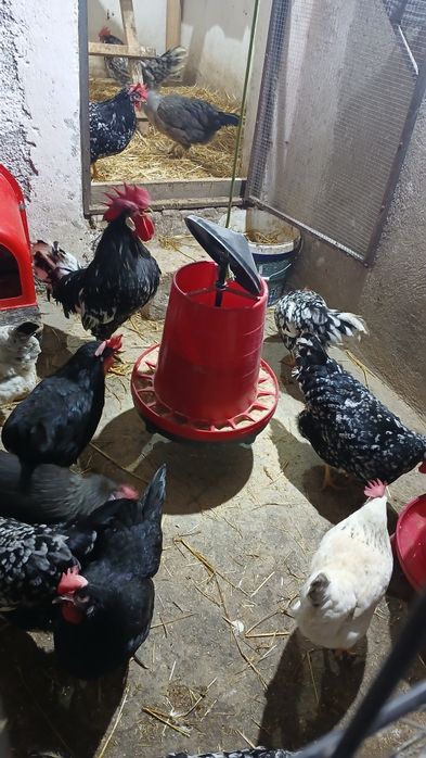 Oua incubat italiene