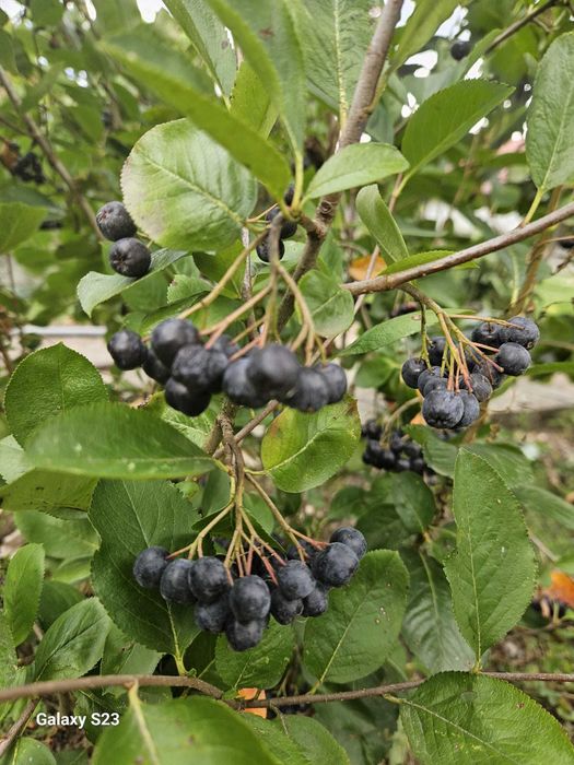 Plantare Livrare RO Nuci Chandler Prun Paulownia Meri Peri Ciresi ...