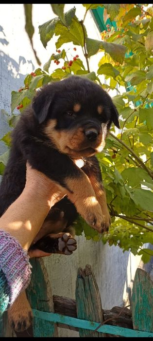 Продам щенков ротвейлера