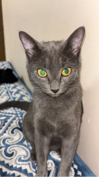 Русская голубая кошечка