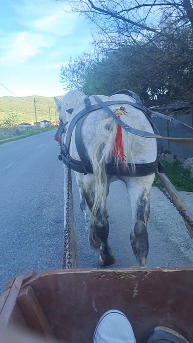 Vand iapa de 8 ani