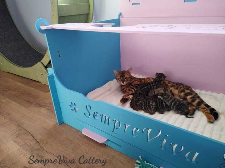 Бенгалски котета