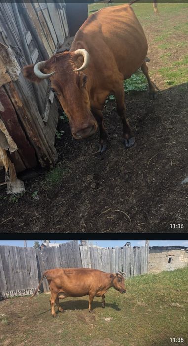 Продам корову в Уялы