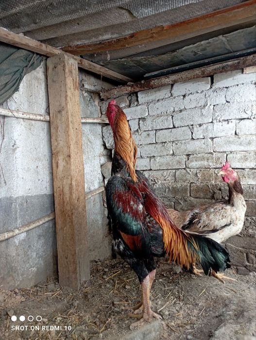 Dakan tiniqlari zotga