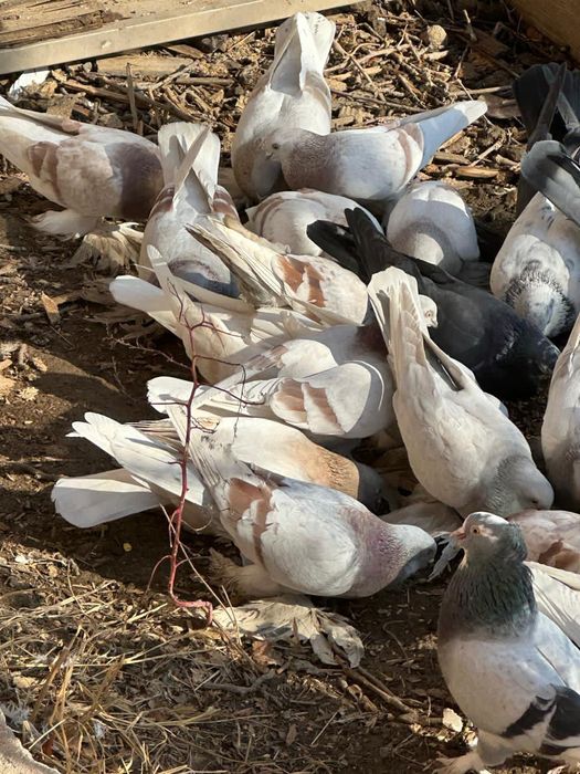 Голуби лохмоногие домашние
