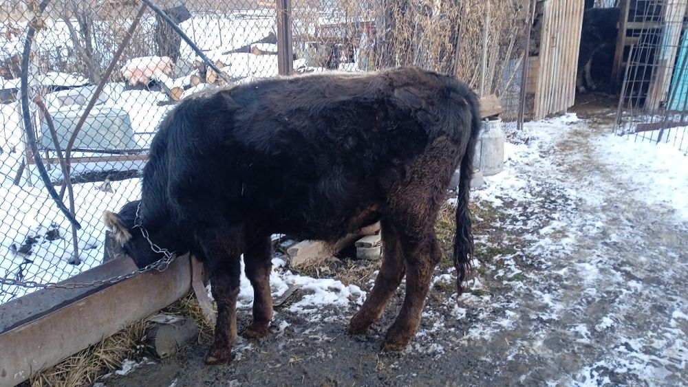 Продается бычок.