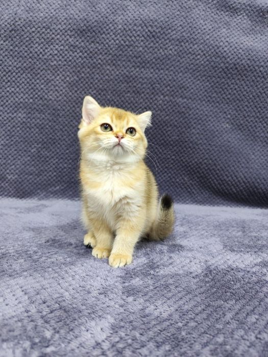 Pui aurii exclusivi — culoare rară