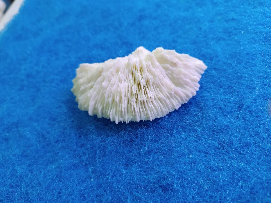 Ракушки для аквариума! Коллекционные и для аквариума.