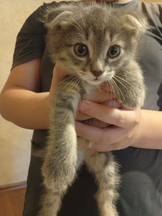 Котятка в добрые руки