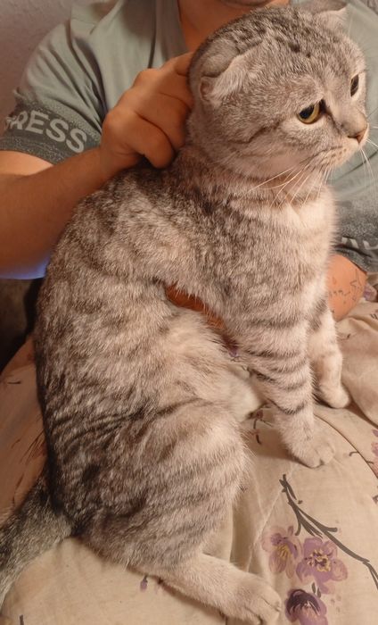 Продаю кошку шотландскую вислоухую короткошорстую