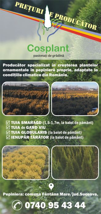 Tuia gard viu la cele mai mici preturi de pe piata