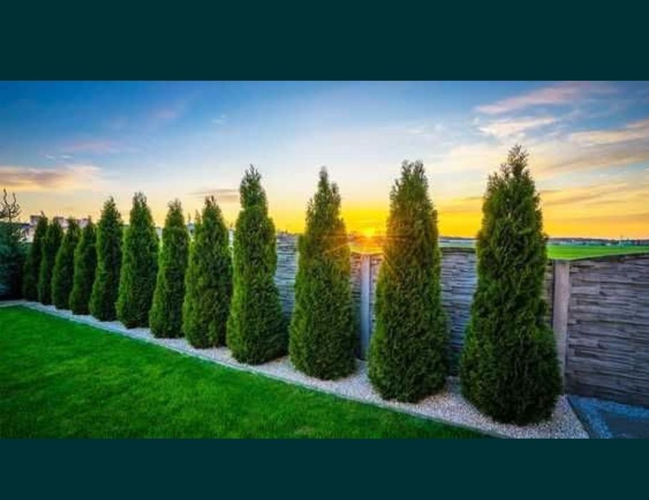 Plante ornamentale  amenajări  grădini palmier