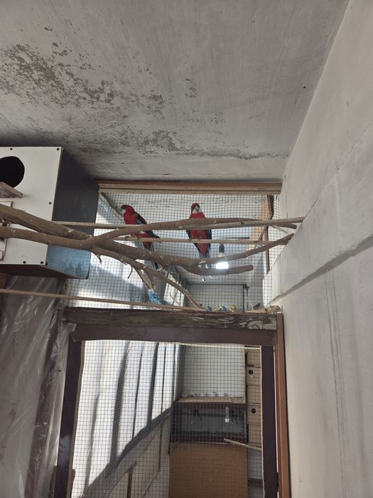 Продам розелл и какарик