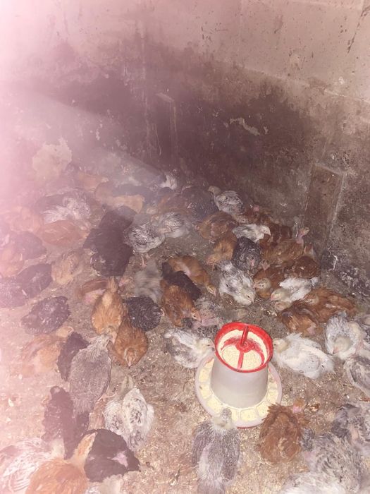 Puicuțe rasa mixta rate pekin